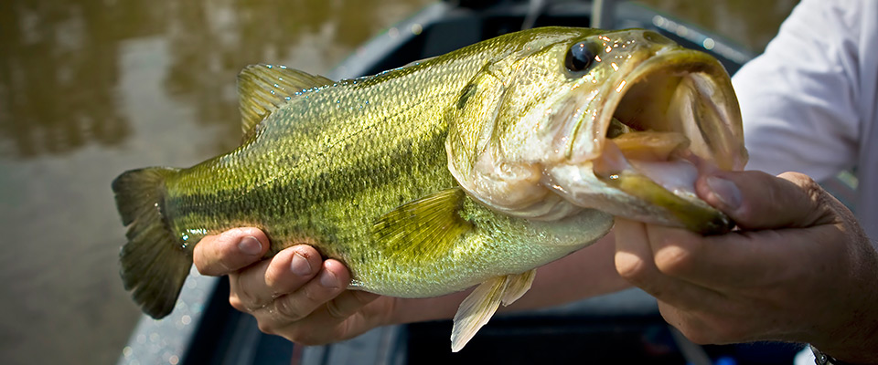 1793003226243566.jpg fishing-2.jpg